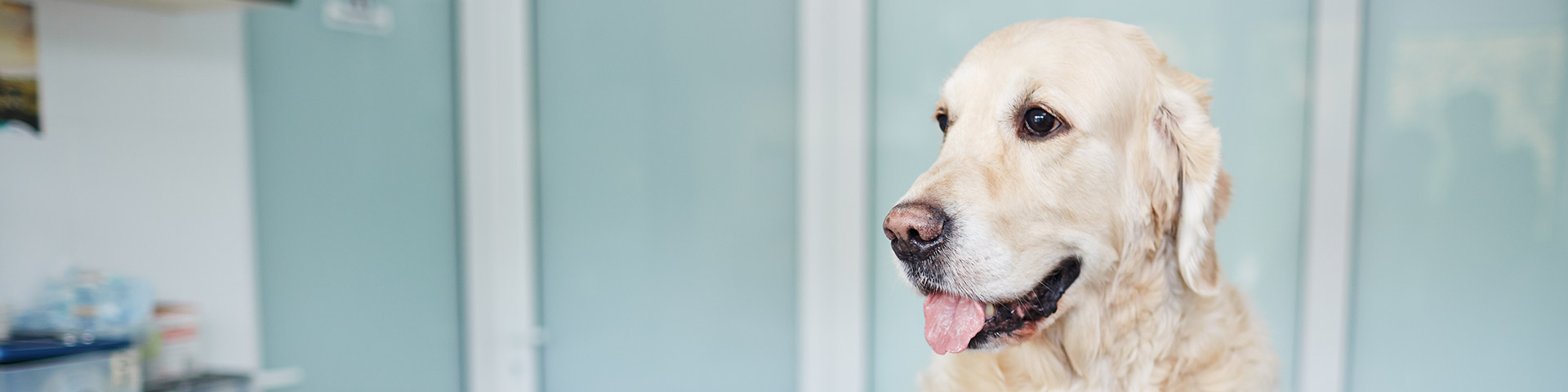 Vet Prescriptions & Pet Treatments